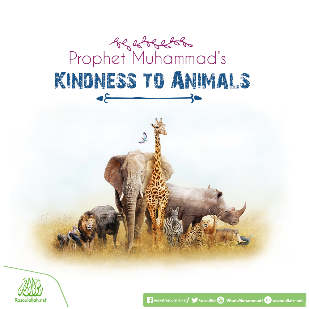 Prophet Muhammad’s Kindness to Animals